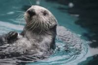 Aquarium_otter